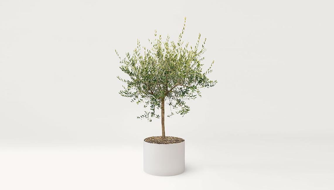 PAOLA LENTIShield 其他